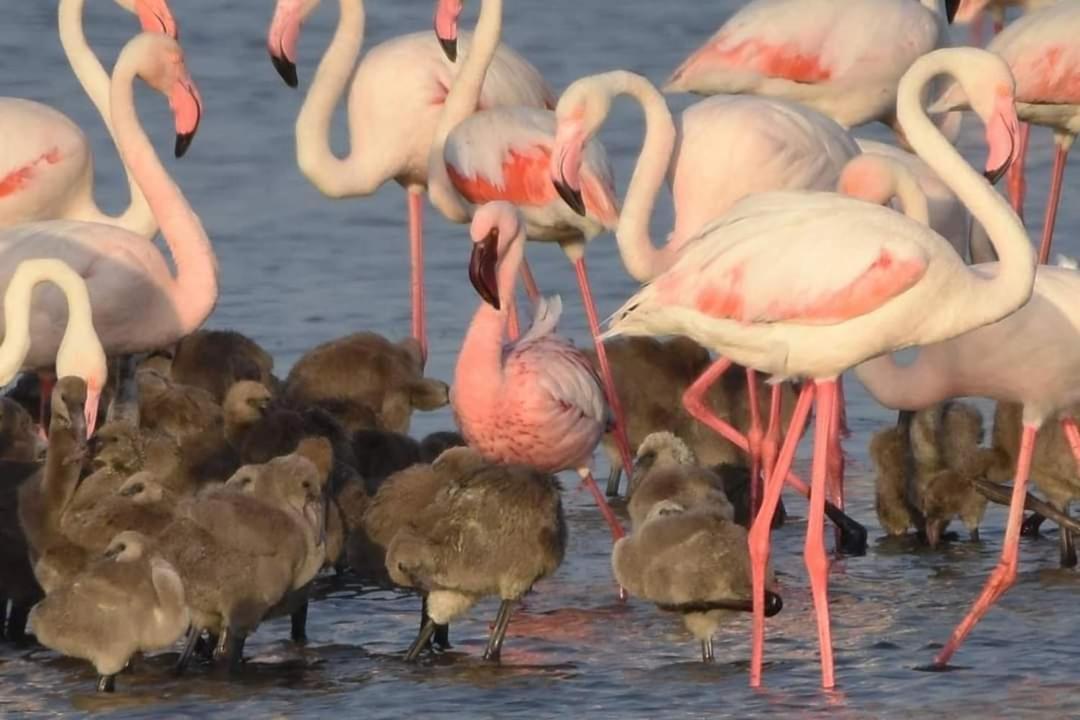 Willa Coru E Bentu Quartu SantʼElena Zewnętrze zdjęcie
